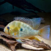 A CICHLID - HECKELII THREADFIN ACARA (Acarichthys heckelii) glides near driftwood in a sandy aquarium. Its iridescent scales shimmer, featuring a distinctive black spot at its midpoint and vibrant blue accents on its fins.