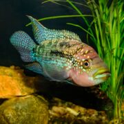 In the aquarium, a vibrant CICHLID - JACK DEMPSEY Rocio octofasciata swims gracefully, displaying a colorful pattern of blue and pink hues. Its fins are speckled with blue dots, creating a striking contrast against green aquatic plants and rocks below.