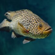 A CICHLID - JAGUAR / MANAGUENSE Parachromis managuensis glides through clear blue water, its body decorated with a speckled pattern of dark spots, while prominent eyes and a slightly open mouth enhance its aura of curiosity and charm.