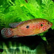 A vibrant CICHLID - JEWEL BLOOD RED Hemichromis lifalili with a blue-speckled body swims gracefully near lush green aquatic plants.