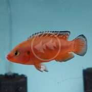 A vibrant CICHLID - JEWEL TURKANA / RED DWARF Hemichromis exsul glides gracefully in a clear aquarium, its distinct scales shimmering, complementing the prominent fin against a light blue background.