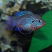 The CICHLID - JEWEL TURQUOISE Hemichromis bimaculatus fish shows off iridescent blue and red patterns while swimming near a large green leaf in an aquarium with a blurred rocky background.