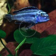 The CICHLID - JOHANNI ELECTRIC BLUE Melanochromis johannii fish swim gracefully among aquarium foliage and rocks, their vivid blue and black stripes creating a captivating display.