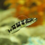 A close-up of the CICHLID - JULI MASKED Julidochromis transcriptus, showcasing its striking black and white stripes as it glides through an aquarium with a blurred background of orange and tan, enhancing the serene underwater ambiance.