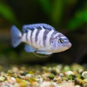 A CICHLID - KENNYI Metriaclima lombardoi with striking black and white stripes swims gracefully in a clear aquarium with a pebbled bottom, set against softly blurred green aquatic plants.