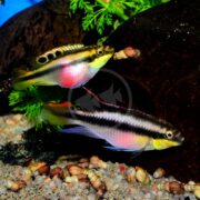 Two colorful fish resembling the CICHLID - KRIBENSIS Pelvicachromis pulcher swim near snails on sandy substrate. One is yellow with black spots and a red belly; the other has a pink belly and yellow stripes. Green plants and rocks are in the background.