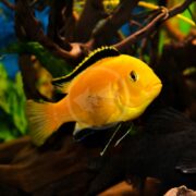 A CICHLID - LAB YELLOW Labidochromis caeruleus with a striking black fin glides gracefully in an aquarium, surrounded by green plants and branches. The deep blue background enhances the vibrancy of this aquatic spectacle.