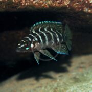 The CICHLID - CYLINDRICUS Neolamprologus cylindricus, a small cichlid with black and white vertical stripes, swims near the aquariums rocky bottom. Its bright blue fins and reflective eyes provide a striking contrast against the dark backdrop.