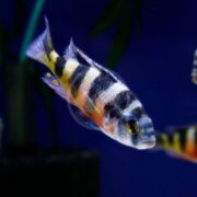 A CICHLID - HAP OBLIQUIDENS ZEBRA Astatotilapia latifasciata with vertical black stripes and a yellow-tinged tail swims in a dark blue aquarium.