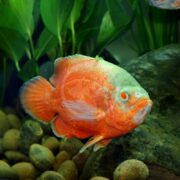 A vibrant orange fish with white patches, reminiscent of a CICHLID - OSCAR RED ALBINO Astronotus ocellatus, swims near a large rock in an aquarium surrounded by green leafy plants and pebbles, with a blurred background suggesting a fish tank setting.