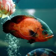 A vibrant orange and black fish swims in an aquarium with bubbles and a faintly visible CICHLID - OSCAR RED Astronotus ocellatus in the background.