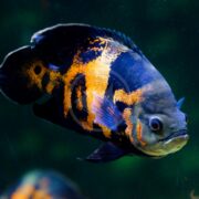 The CICHLID - OSCAR RED TIGER, Astronotus ocellatus, glides gracefully in a clear blue-green aquarium, its vibrant orange and black pattern contrasting strikingly with its lively fins and the softly lit water creating a serene ambiance.