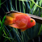 A vibrant red CICHLID - PARROT BLOOD / RED Amphilophus citrinellus × Heros severus with flowing fins swims near driftwood in an aquarium with lush green plants in the background.