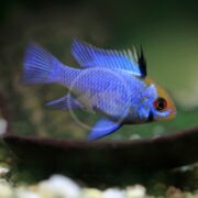 A vibrant blue aquarium fish with striking red eyes and black-tipped fins swims near the bottom of a tank with a green, blurred background.
