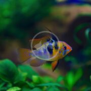 A vibrant CICHLID - RAM GERMAN BLUE Mikrogeophagus ramirezi with striking orange and blue markings swims gracefully among lush green aquatic plants in a clear aquarium.