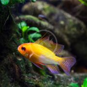 The vibrant CICHLID - RAM GERMAN GOLD, or Mikrogeophagus ramirezi, displays its orange and yellow scales with purple fins adorned with white spots, gliding gracefully through a clear aquarium framed by lush green plants and rocks.
