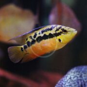 A close-up of the CICHLID - SALVINI / TRICOLORED (Trichromis salvini) showcases its vibrant yellow body with striking black patterns. The fish glides gracefully in a tank, set against softly blurred plants gently swaying in the background.