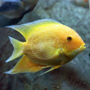 The CICHLID - SEVERUM GOLD (Heros efasciatus) features a vibrant yellow-orange hue with intricate scale patterns, swimming against a rocky aquarium backdrop. Its fins have a slight transparency and a hint of blue, complemented by its round, dark eyes.