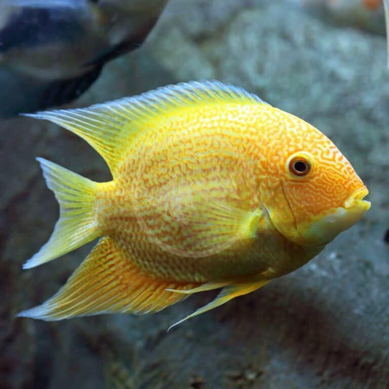 CICHLID SEVERUM GOLD Heros efasciatus Aquatics Unlimited