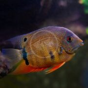 A vibrant fish with a speckled orange-blue body swims against a dark background, its fins displaying red and blue accents. Its bright red eye adds contrast, evoking the mesmerizing hues of the CICHLID - SEVERUM GREEN / TURQUOISE Heros efasciatus.