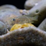 A close-up shows a CICHLID - SHELL DWELLER MULTIFASCIATUS (Neolamprologus multifasciatus), with a light green, striped body swimming over rocks in an aquarium. Its intricate textures and vibrant colors stand out against the softly blurred background.