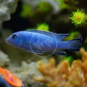 The CICHLID - SOCOLOFI Chindongo socolofi glides gracefully in an aquarium, surrounded by green and orange coral and plants. The soft focus background accentuates the vibrant blue fishs detailed scales and fins.