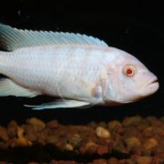 A CICHLID - SOCOLOFI SNOW WHITE Chindongo socolofi “Albino” glides gracefully in an aquarium against small, round pebbles. Its dorsal fin is raised, complementing its prominent eye. The dark background beautifully accentuates the fishs light coloring.