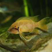 A CICHLID - SUNFLOWER / HELIANTHUS Neolamprologus helianthus, yellowish-orange with a speckled pattern, swims gracefully by a moss-covered rock in an aquarium. Its distinct fins and slightly elongated body shape stand out against the blurred green background.