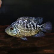 A close-up of a CICHLID - TEXAS (Herichthys cyanoguttatus) swimming in a dark aquarium reveals its mesmerizing blue and black spotted skin with an iridescent sheen, complemented by slightly translucent fins elegantly spread.