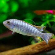 A CICHLID - TREWAVASAE Labeotropheus trewavasae moves gracefully in a vibrant aquarium. Lush green plants form a striking backdrop as its light gray body, adorned with dark horizontal stripes and a subtle yellow hue near the dorsal fin, creates a true spectacle.