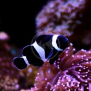 In a vibrant underwater scene, the CLOWN - BLACK OCELLARIS AQUACULTURED (Amphiprion ocellaris) swim gracefully among pink-tipped sea anemones, creating a stunning contrast in their natural habitat.