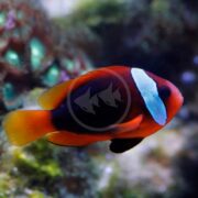 A vibrant CLOWN - CINNAMON AQUACULTURED Amphiprion melanopus, adorned with striking red and black stripes and bright blue accents, swims near coral in a blurred underwater scene.