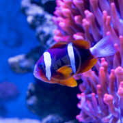 The CLOWN - CLARKII AQUACULTURED Amphiprion clarkii clownfish swim gracefully near vibrant pink and purple coral in a deep blue underwater setting.