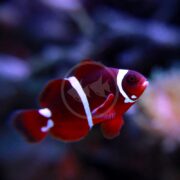 The CLOWN - MAROON WHITE STRIPE AQUACULTURED Premnas biaculeatus, a clownfish with deep red and white stripes, glides gracefully against a blurred dark backdrop with coral hints. A faint circular logo overlays the captivating scene.