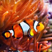 A vibrant pair of aquacultured ocellaris clownfish, Amphiprion ocellaris, swims among swaying sea anemone tentacles. Their bright orange bodies with white and black stripes stand out dramatically against the colorful underwater background.