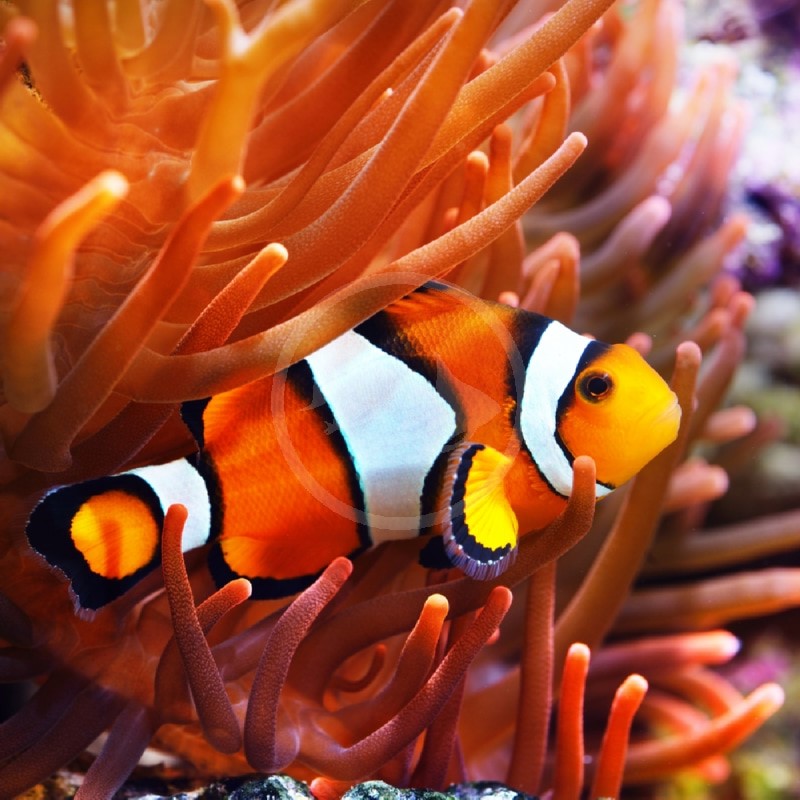 CLOWN OCELLARIS PAIR CAPTIVE BRED Amphiprion Ocellaris Aquatics 