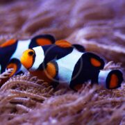 A close-up of a clownfish with orange, white, and black stripes swimming among the soft, wavy tentacles of a sea anemone underwater.