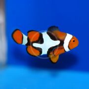 A CLOWN - PERCULA CLASSIC AQUACULTURED Amphiprion percula, known for its bright orange, black, and white colors, swims against a vibrant blue background in an aquarium.