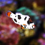 A CLOWN - PICASSO EXTREME AQUACULTURED Amphiprion percula, with its vibrant white, black, and orange hues, elegantly swims against a colorful coral reef background.