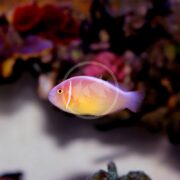 A small CLOWN - PINK SKUNK AQUACULTURED Amphiprion perideraion, with pink, yellow, and purple hues, swims against a blurred backdrop of soft coral and sea plants. It features distinct markings near its eyes and a torpedo-shaped body.