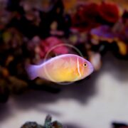 A small aquacultured Amphiprion perideraion, known as the pink skunk clown, featuring a distinct white stripe, swims near colorful coral against a dark blurred background.