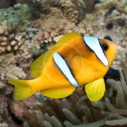 The vibrant CLOWN - RED SEA Amphiprion bicinctus showcases its striking orange and white stripes as it swims gracefully among corals, with bubbles rising around and diverse aquatic plants enhancing the rich marine backdrop.
