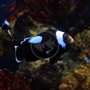 A CLOWN - SADDLEBACK AQUACULTURED Amphiprion polymnus with blue accents swims in a dark underwater environment. Coral and rocks are visible in the blurred background, with another fish in the distance, highlighting this serene aquacultured habitat.