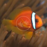 A vibrant CLOWN - TOMATO AQUACULTURED Amphiprion frenatus with a striking white stripe swims near sea anemone tentacles, its bright colors and distinctive markings highlighted against the softly blurred background.