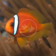 A vibrant orange clownfish from the CLOWN - TOMATO PAIR AQUACULTURED Amphiprion frenatus glides gracefully among sea anemones. Its semi-transparent fins are ethereal, enhanced by a softly blurred background that highlights its stunning colors.