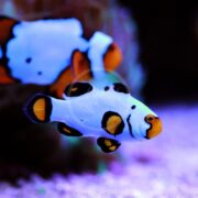 Wyoming White Aquacultured Clownfish, Amphiprion ocellaris, feature striking black and white patterns swimming against a vibrant purple and pink aquarium backdrop.