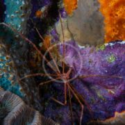 An ARROW Stenorhynchus seticornis, a long-legged spider crab, camouflages itself in a colorful underwater scene of orange, purple, and blue corals with intricate textures and vibrant marine life.