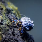 The CRAB - HERMIT BLUE LEG (Clibanarius tricolor) features striking blue legs and a shell speckled with white and black, seen climbing a dark, textured rock with a softly blurred background.