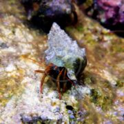 A CRAB - HERMIT CORTEZ RED LEG / RED TIP Clibanarius digueti with a spiky shell crawls on the rocky, sandy ground, its thin reddish-brown legs peeking out while it navigates against varied rock textures and colors.