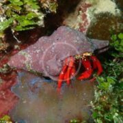 A CRAB - HERMIT SCARLET RED LEG Paguristes cadenati cautiously peeks from its maroon shell among lush green and brown marine vegetation on a rocky underwater surface.